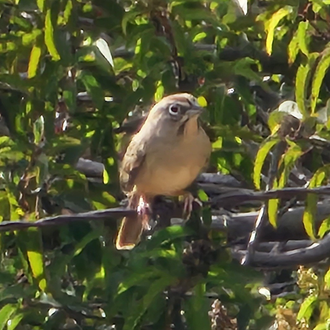 Rufous-crowned Sparrow - ML642514895