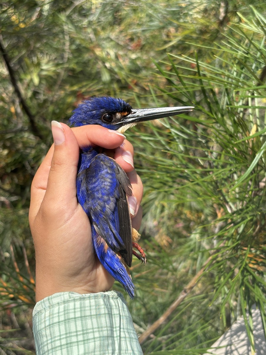 Azure Kingfisher - ML642514898