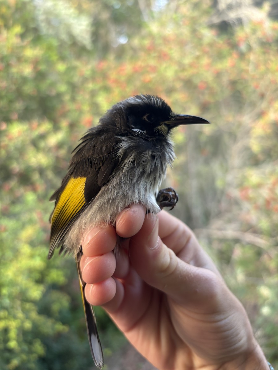 New Holland Honeyeater - ML642514899