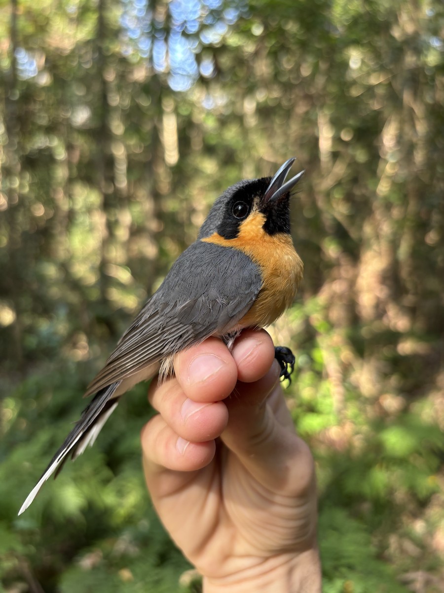 Australian Spectacled Monarch - ML642514906