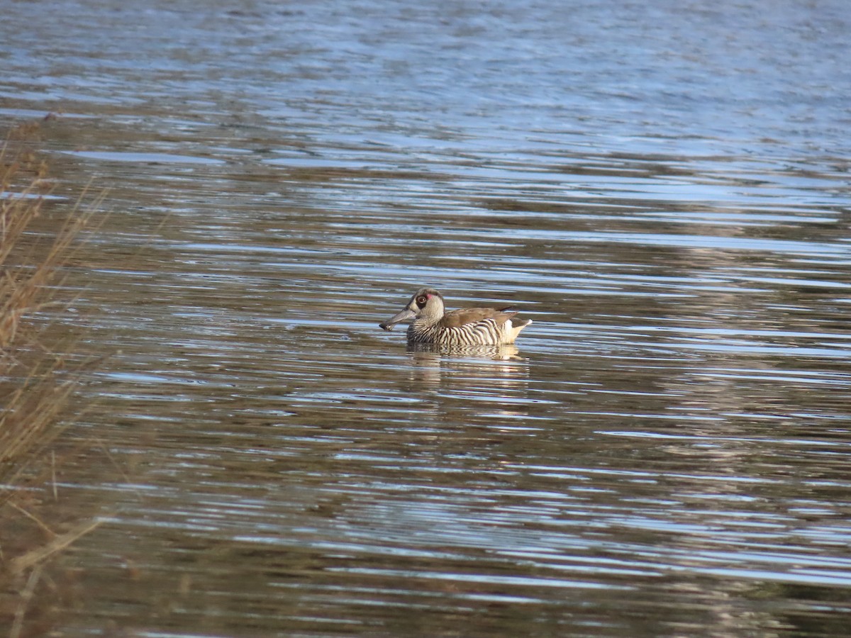 Pink-eared Duck - ML642514914