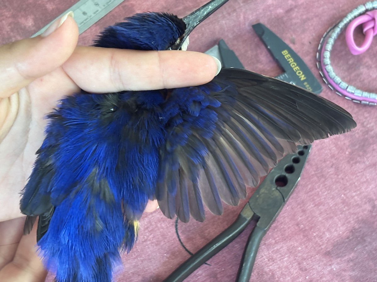 Azure Kingfisher - ML642514922