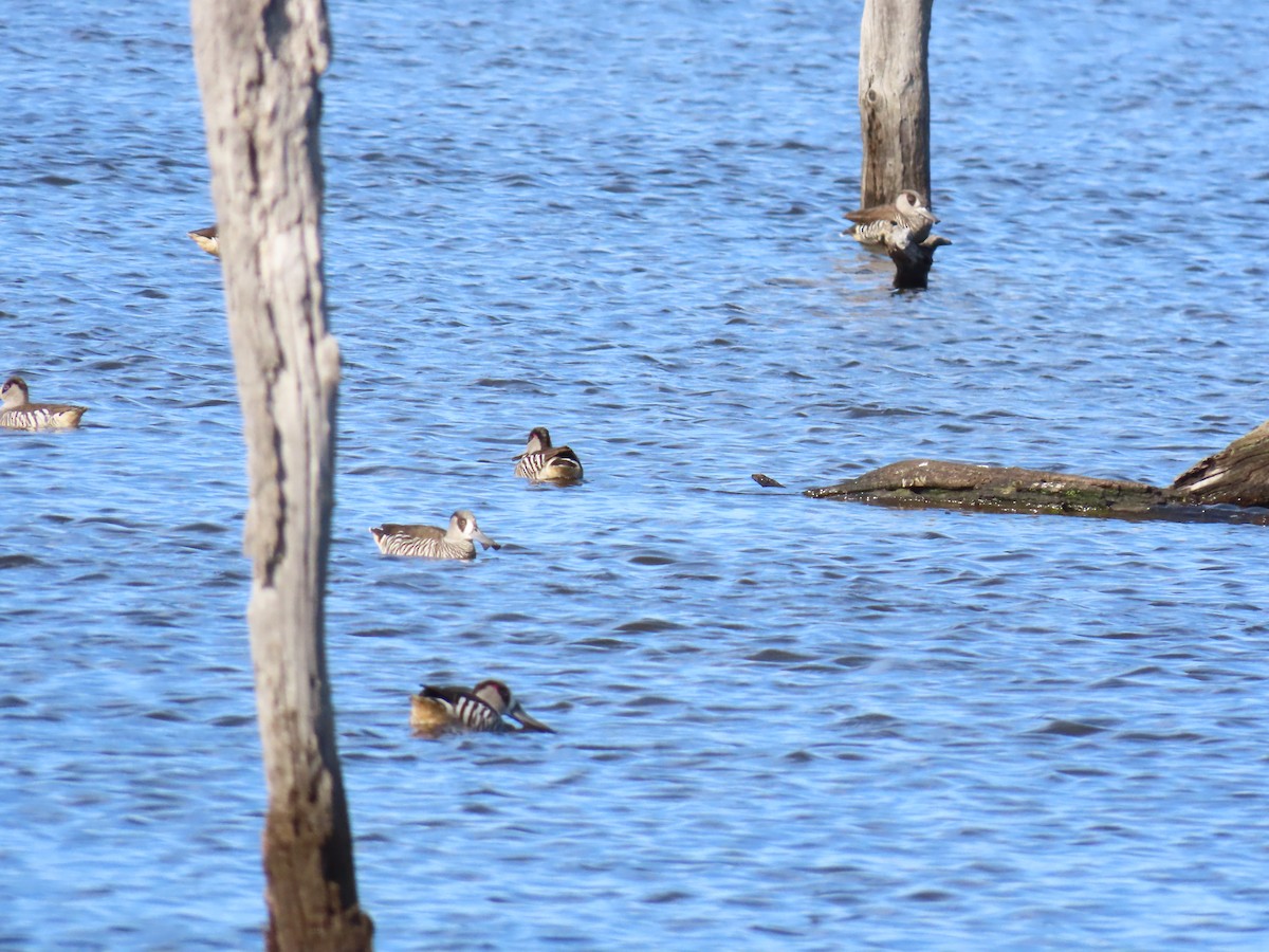 Pink-eared Duck - ML642514923