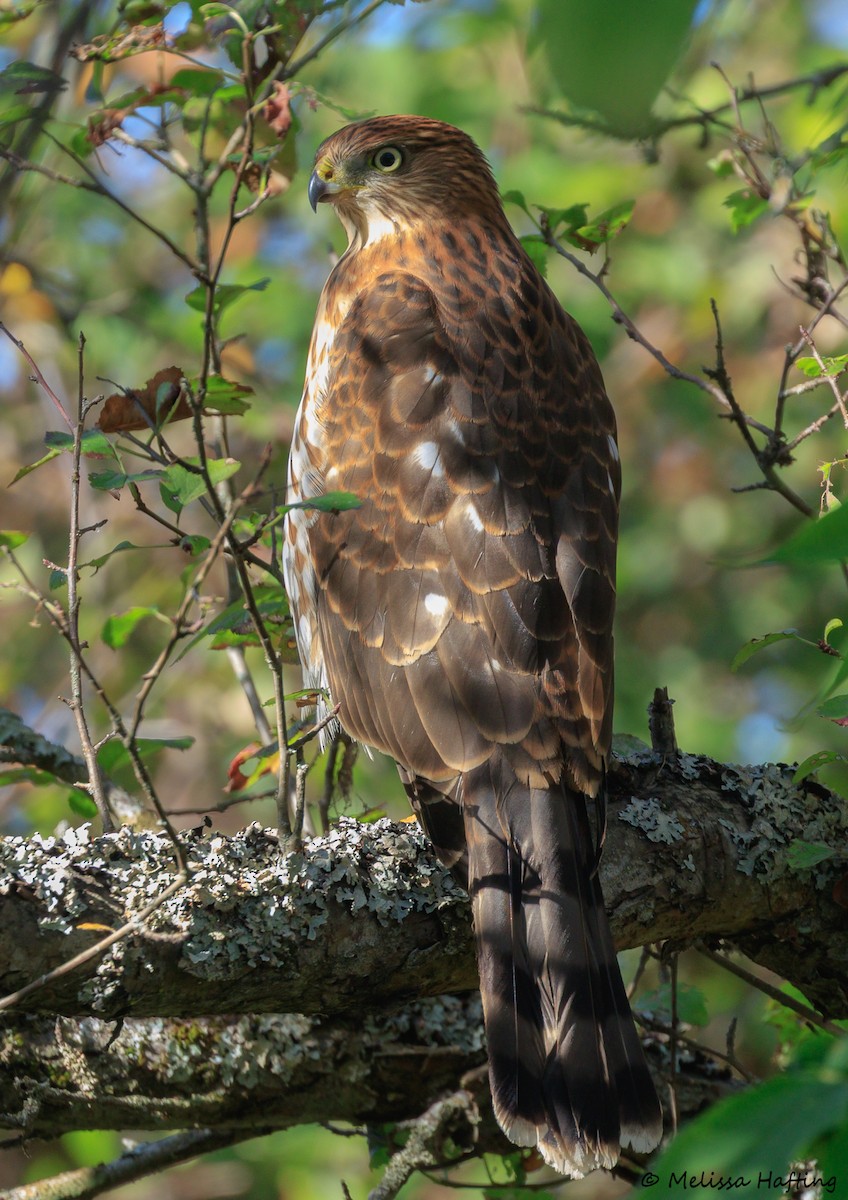 Cooper's Hawk - ML642514926
