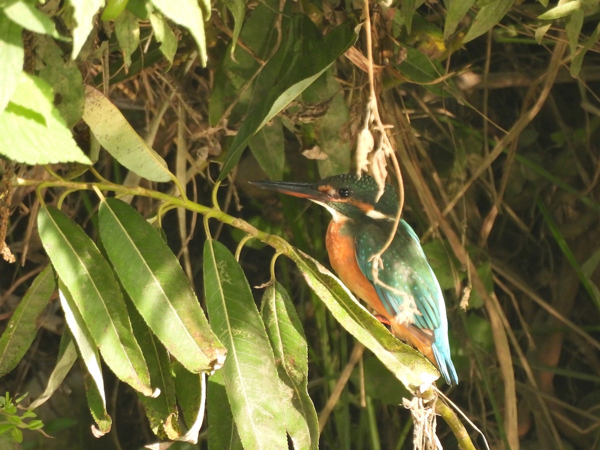 Common Kingfisher - ML642514927