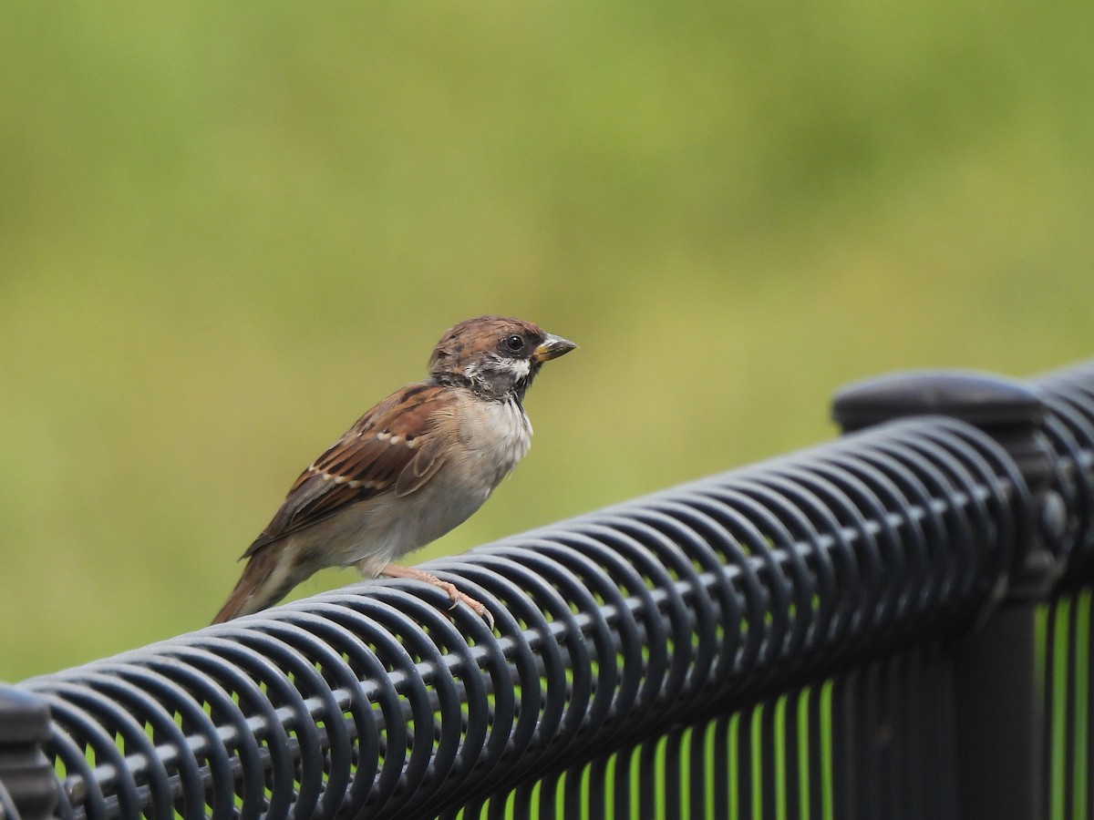 Eurasian Tree Sparrow - ML642514930