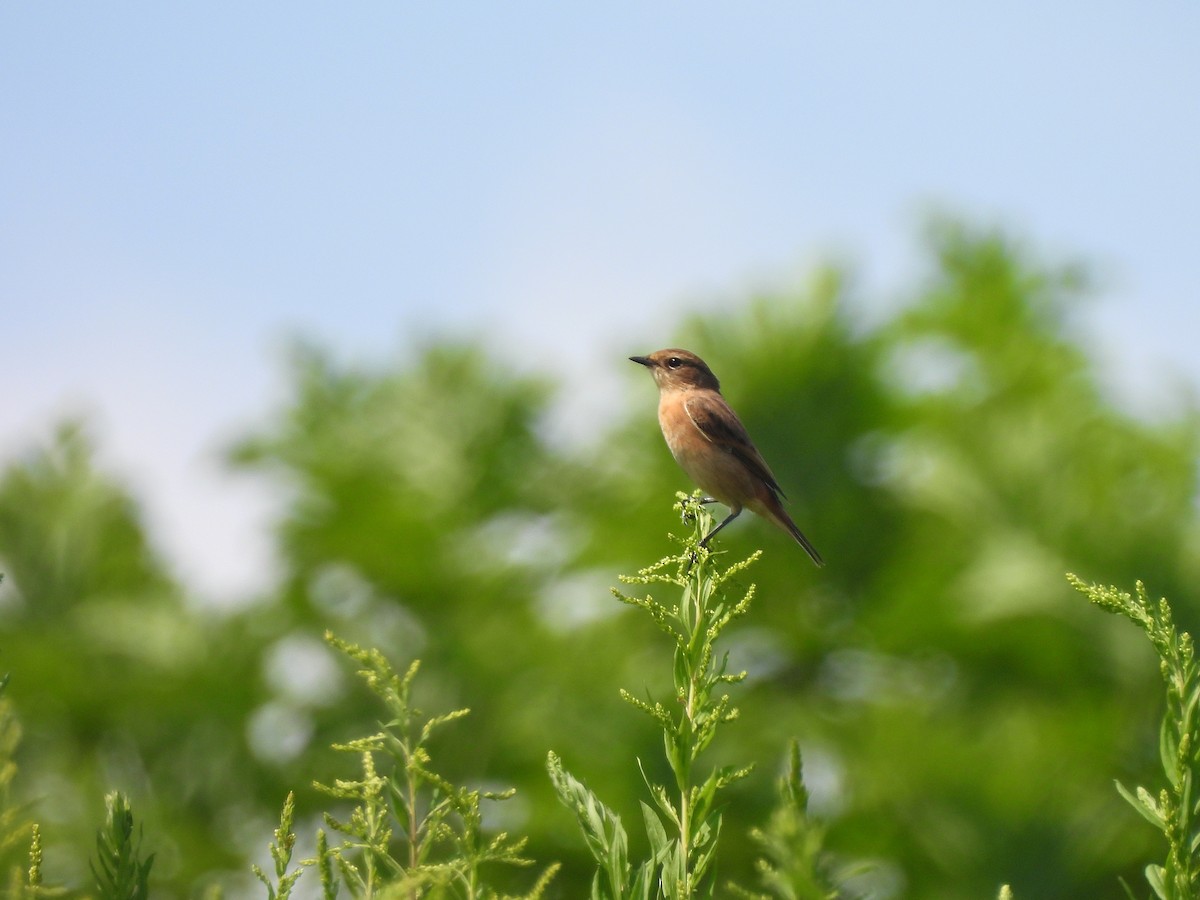 Amur Stonechat - ML642514932