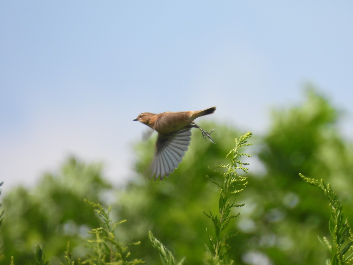 Amur Stonechat - ML642514942