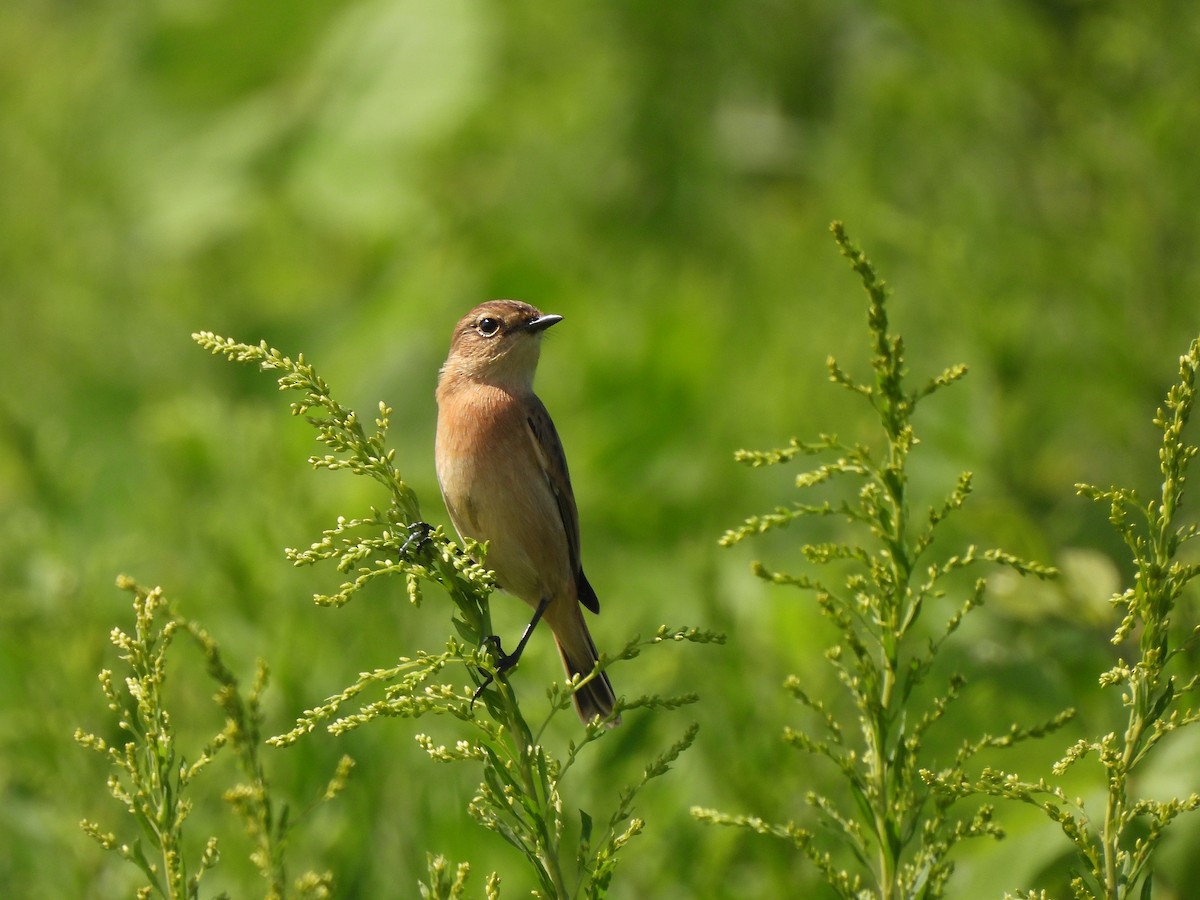 Amur Stonechat - ML642514949