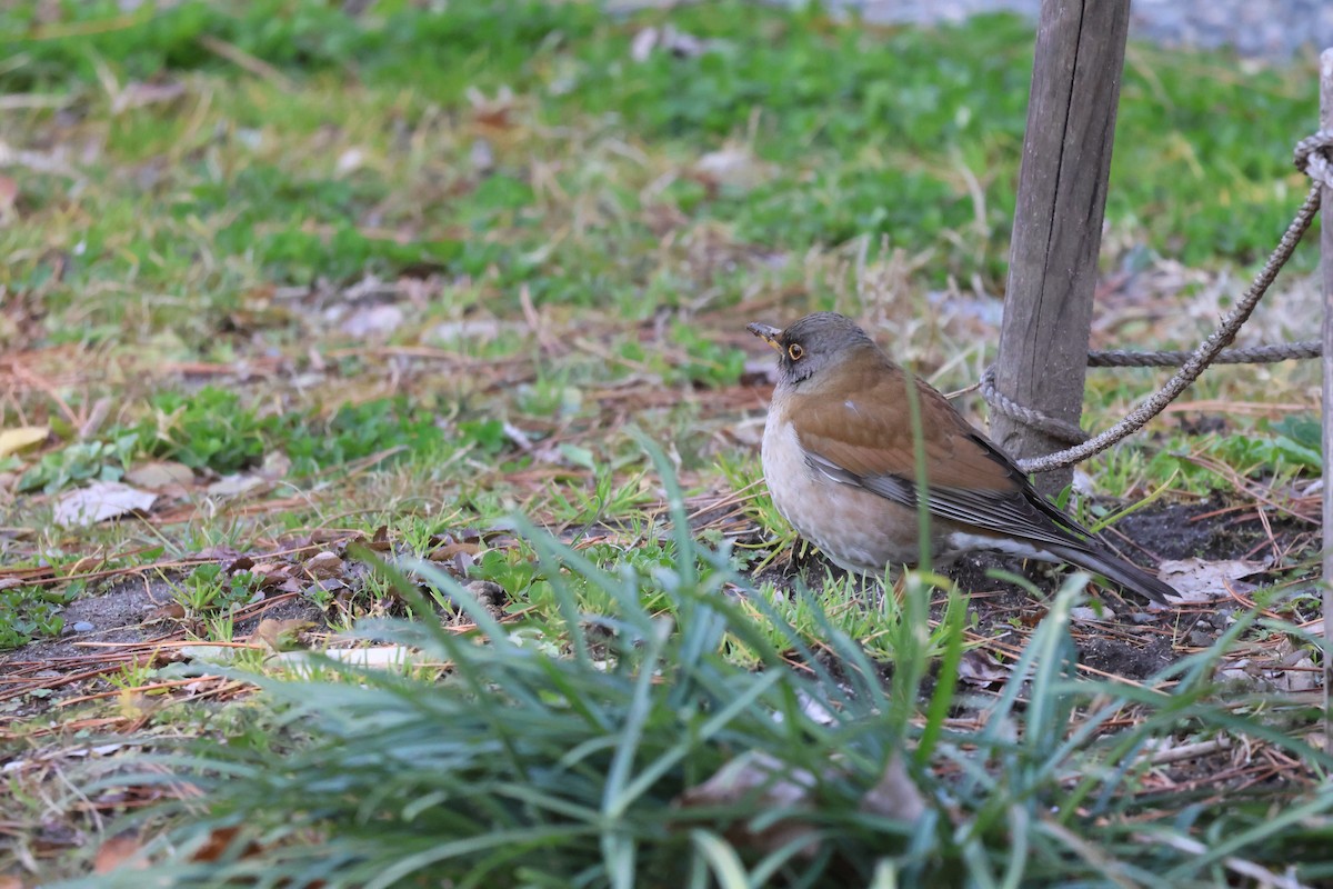 Boz Ardıç - ML642514963