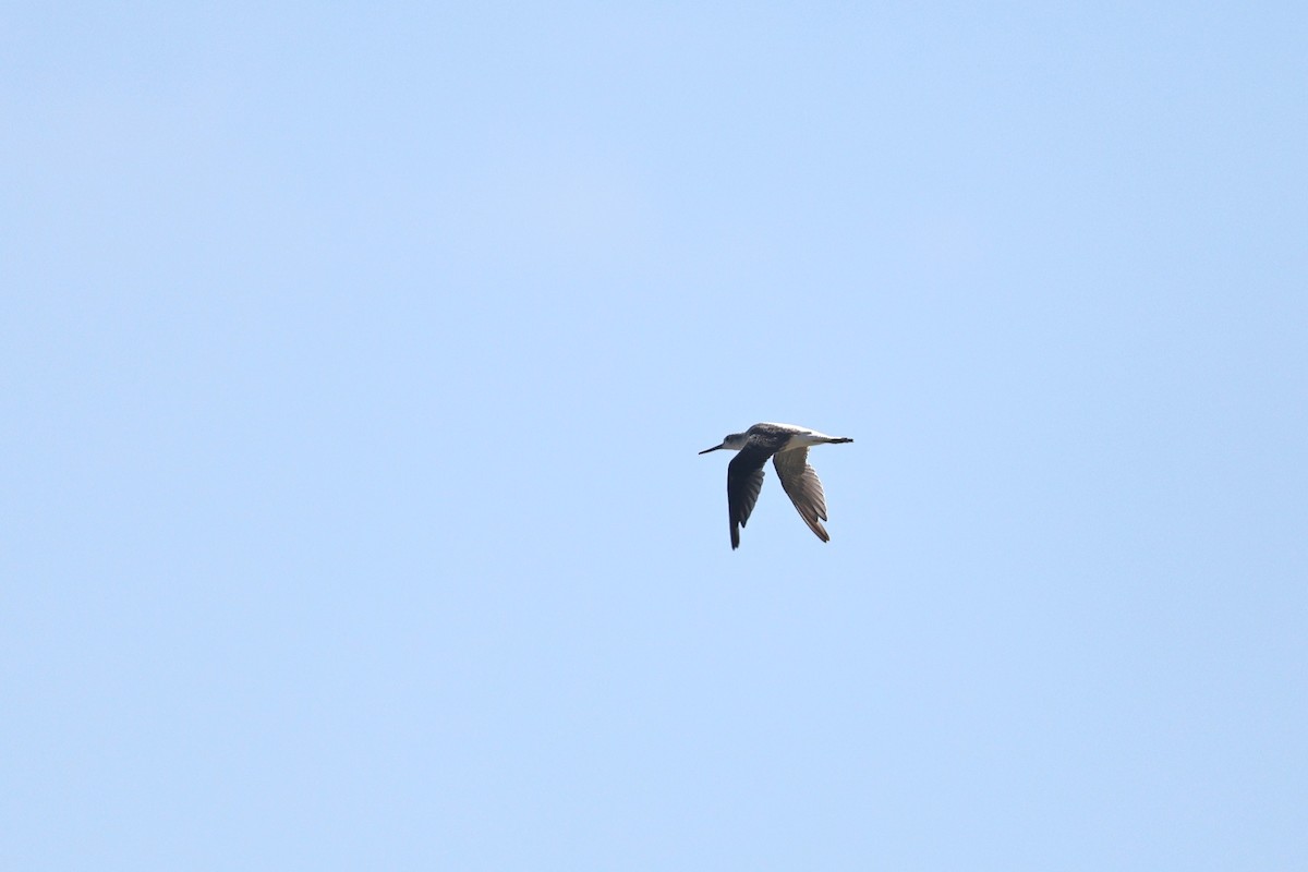 gluttsnipe - ML642515008