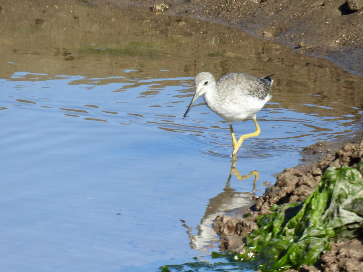 plystresnipe - ML642515013