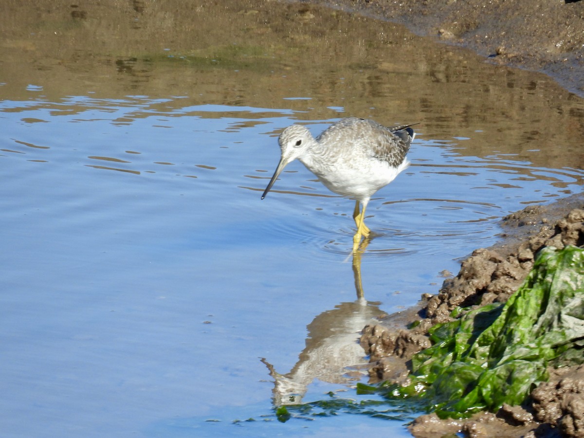 plystresnipe - ML642515014
