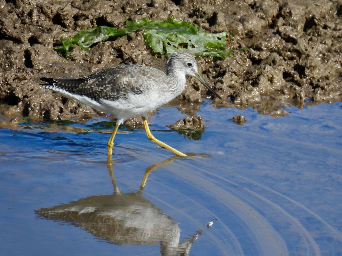 plystresnipe - ML642515015