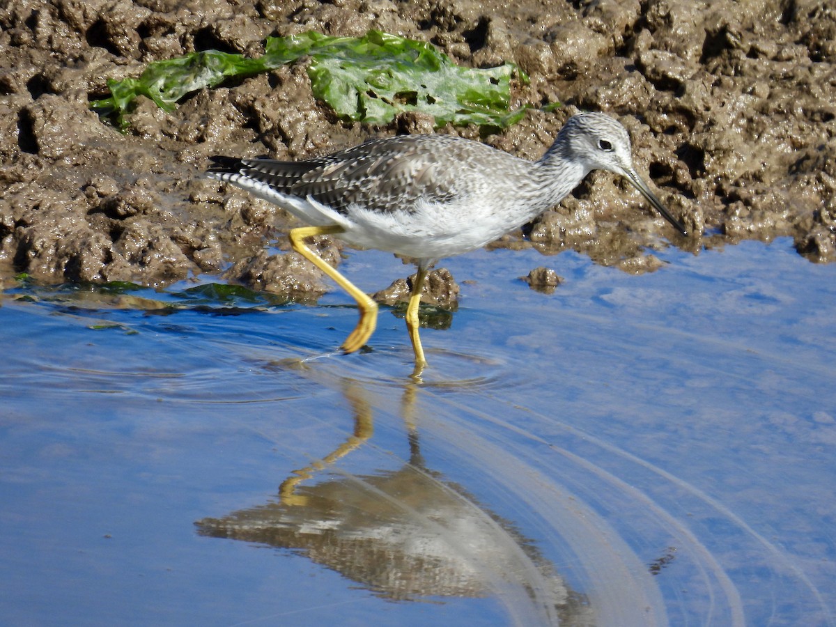 plystresnipe - ML642515016