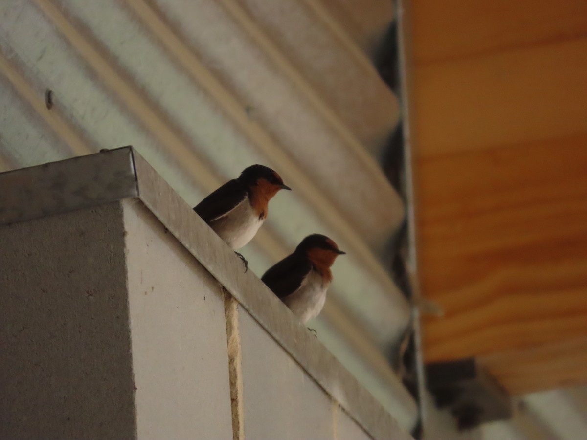 Welcome Swallow - ML642515022