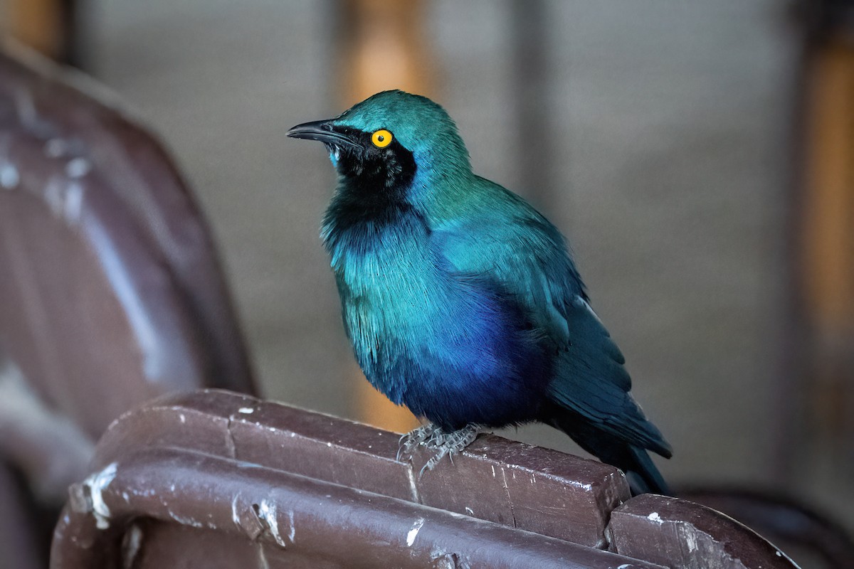 Greater Blue-eared Starling - ML642515032