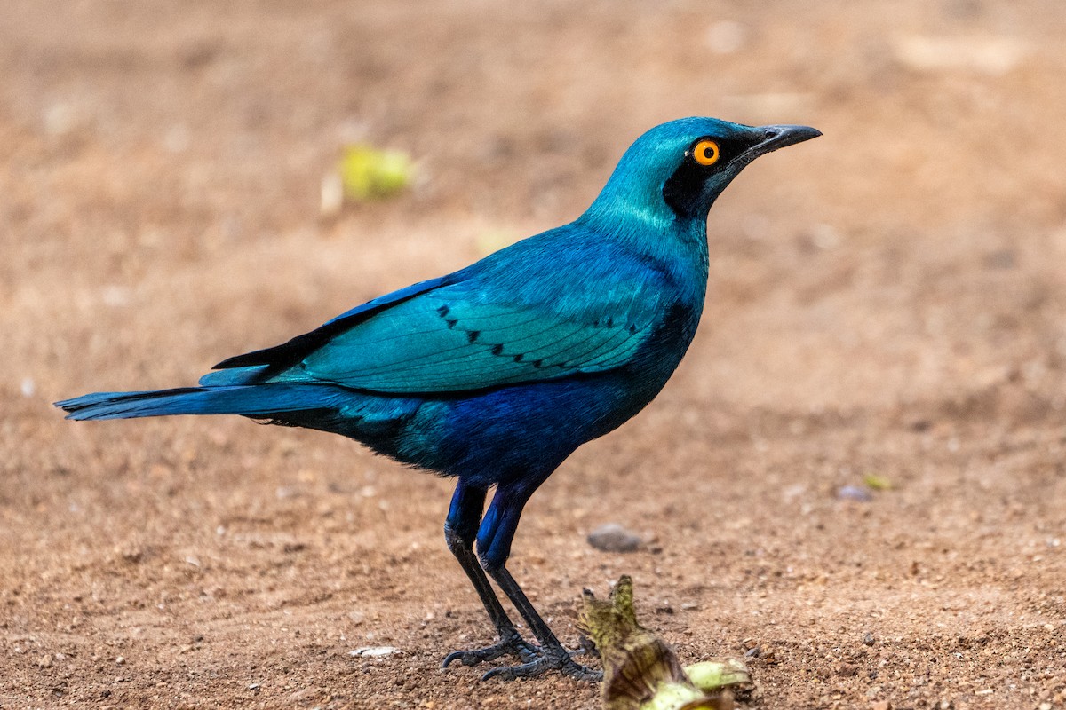 Greater Blue-eared Starling - ML642515033