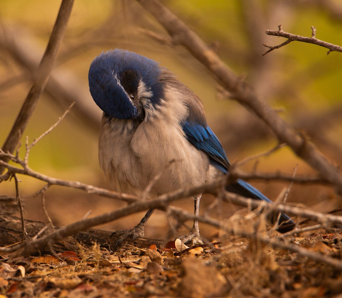 California Scrub-Jay - ML642515040