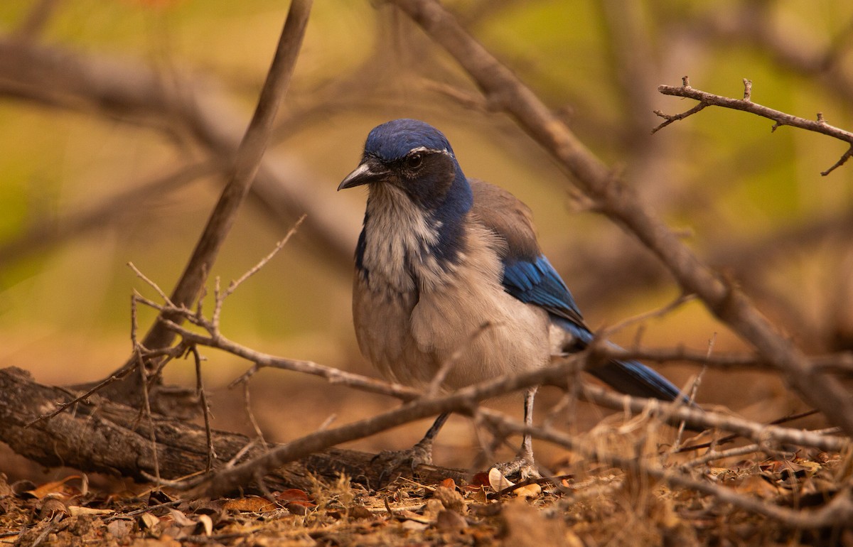 California Scrub-Jay - ML642515041