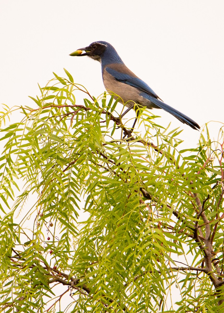 California Scrub-Jay - ML642515043