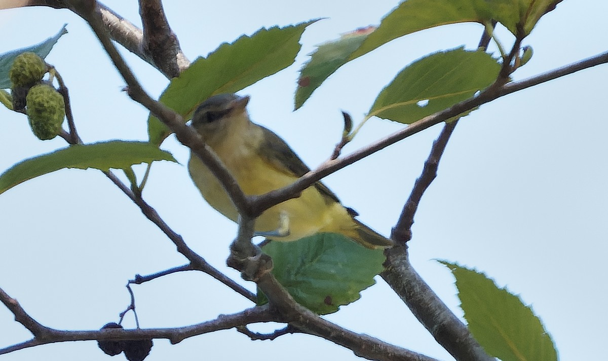 Yellow-green Vireo - ML642515051