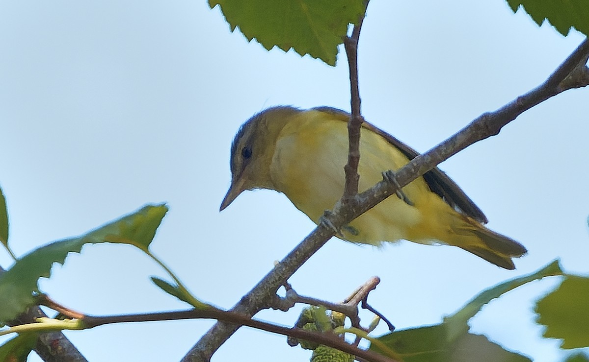 Yellow-green Vireo - ML642515052