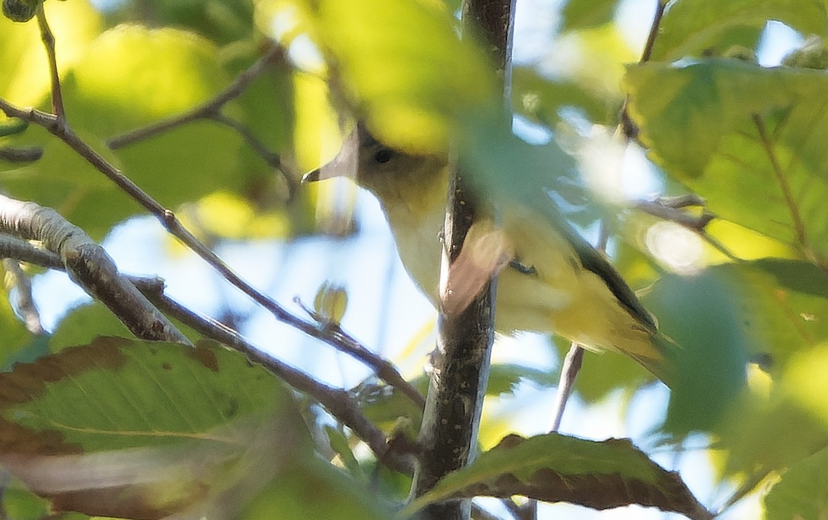 Yellow-green Vireo - ML642515053