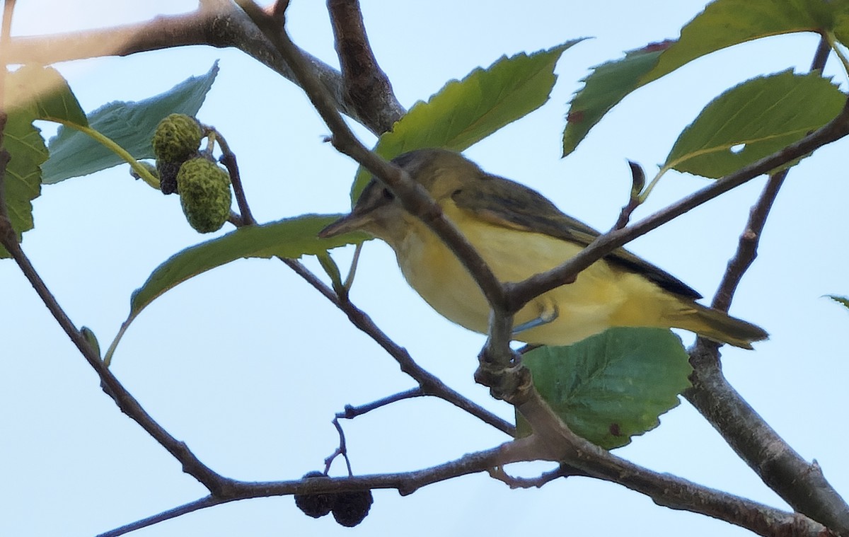 Yellow-green Vireo - ML642515054