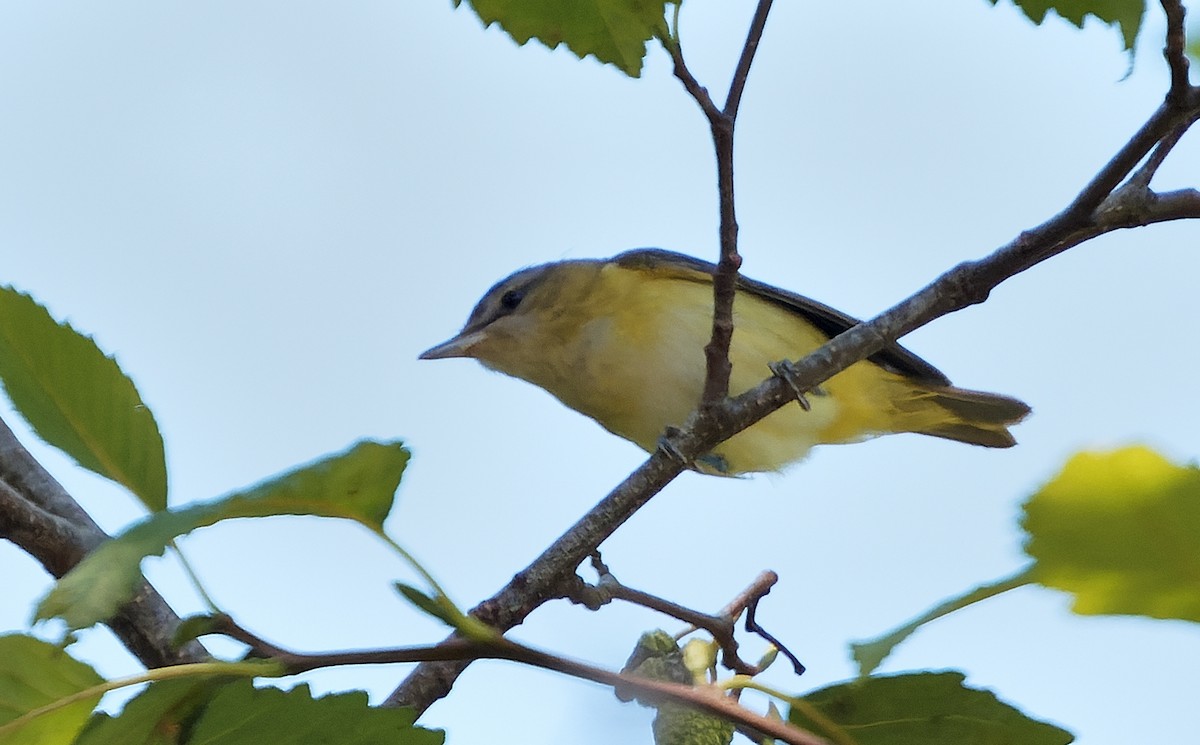 Yellow-green Vireo - ML642515055