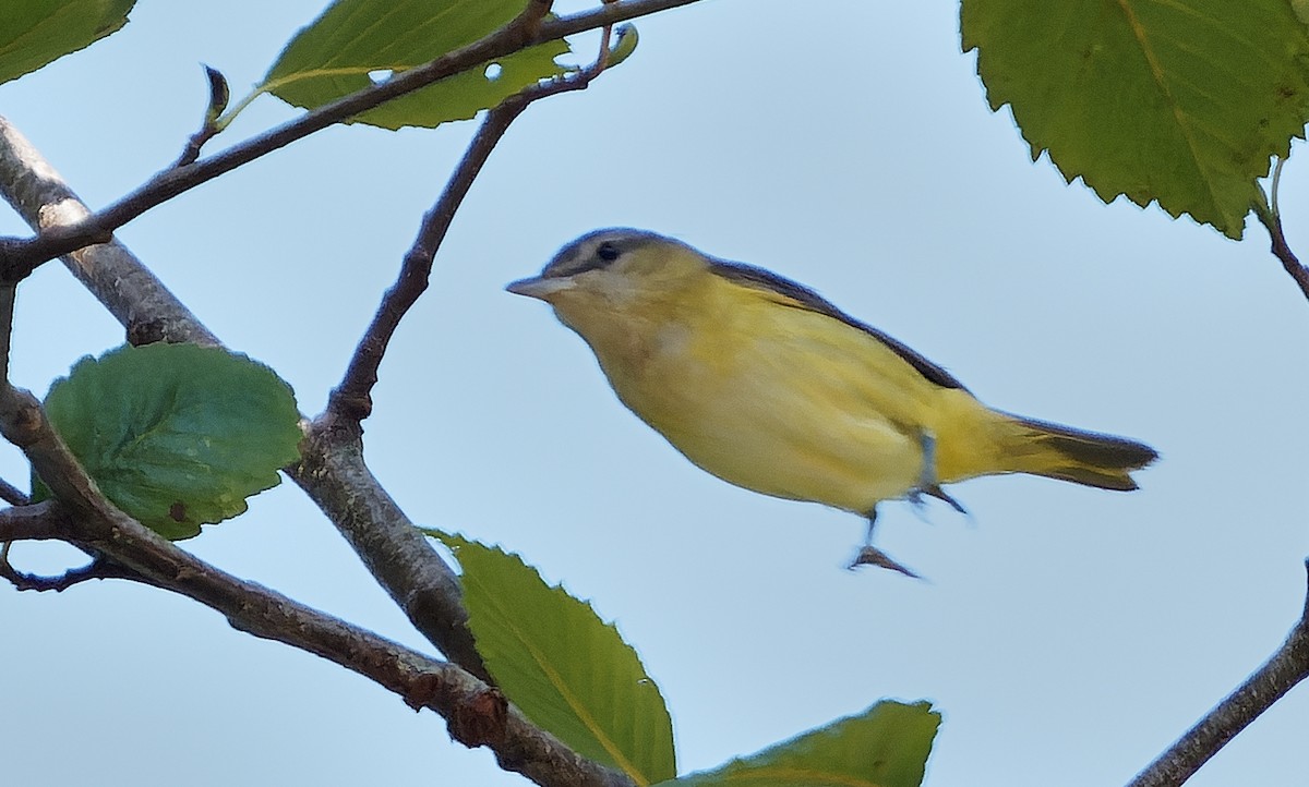 Yellow-green Vireo - ML642515056