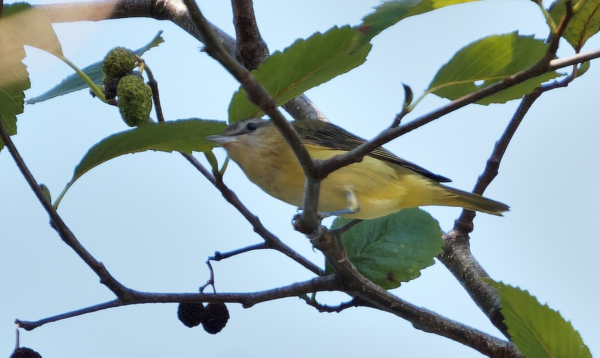 Yellow-green Vireo - ML642515057
