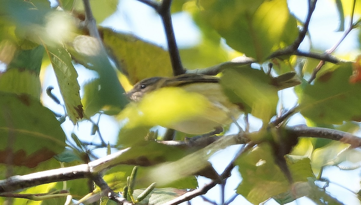 Yellow-green Vireo - ML642515058