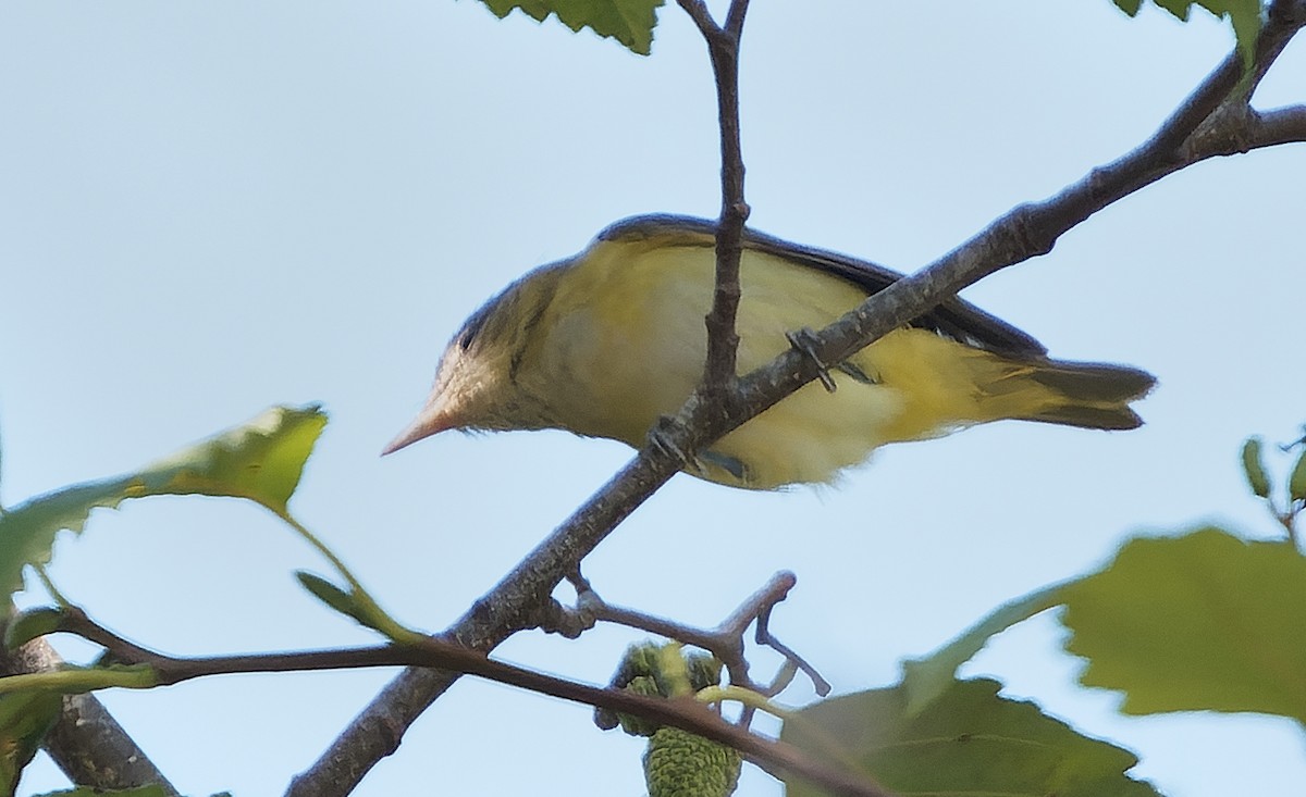 Yellow-green Vireo - ML642515059