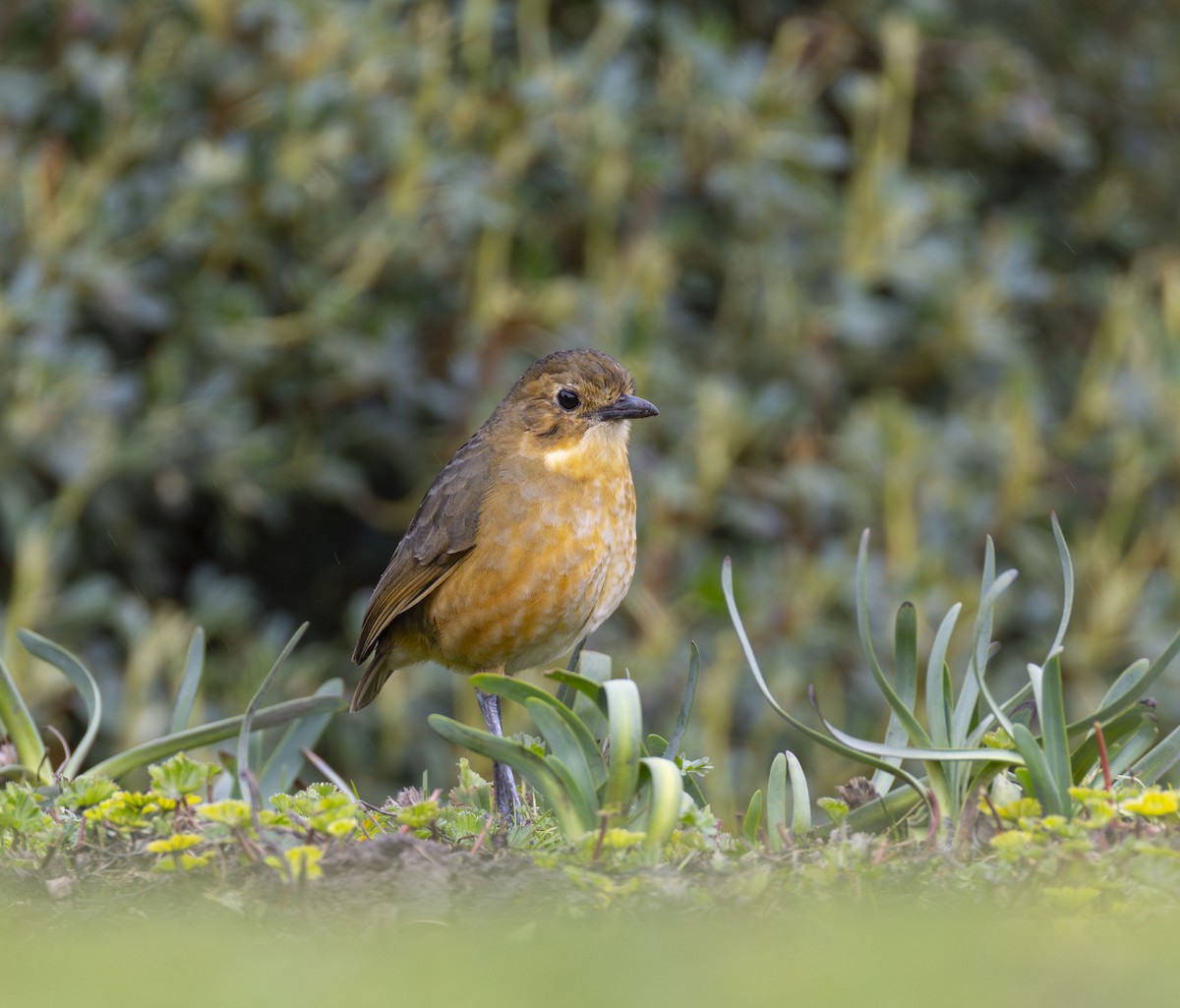 Tawny Antpitta - ML642515066