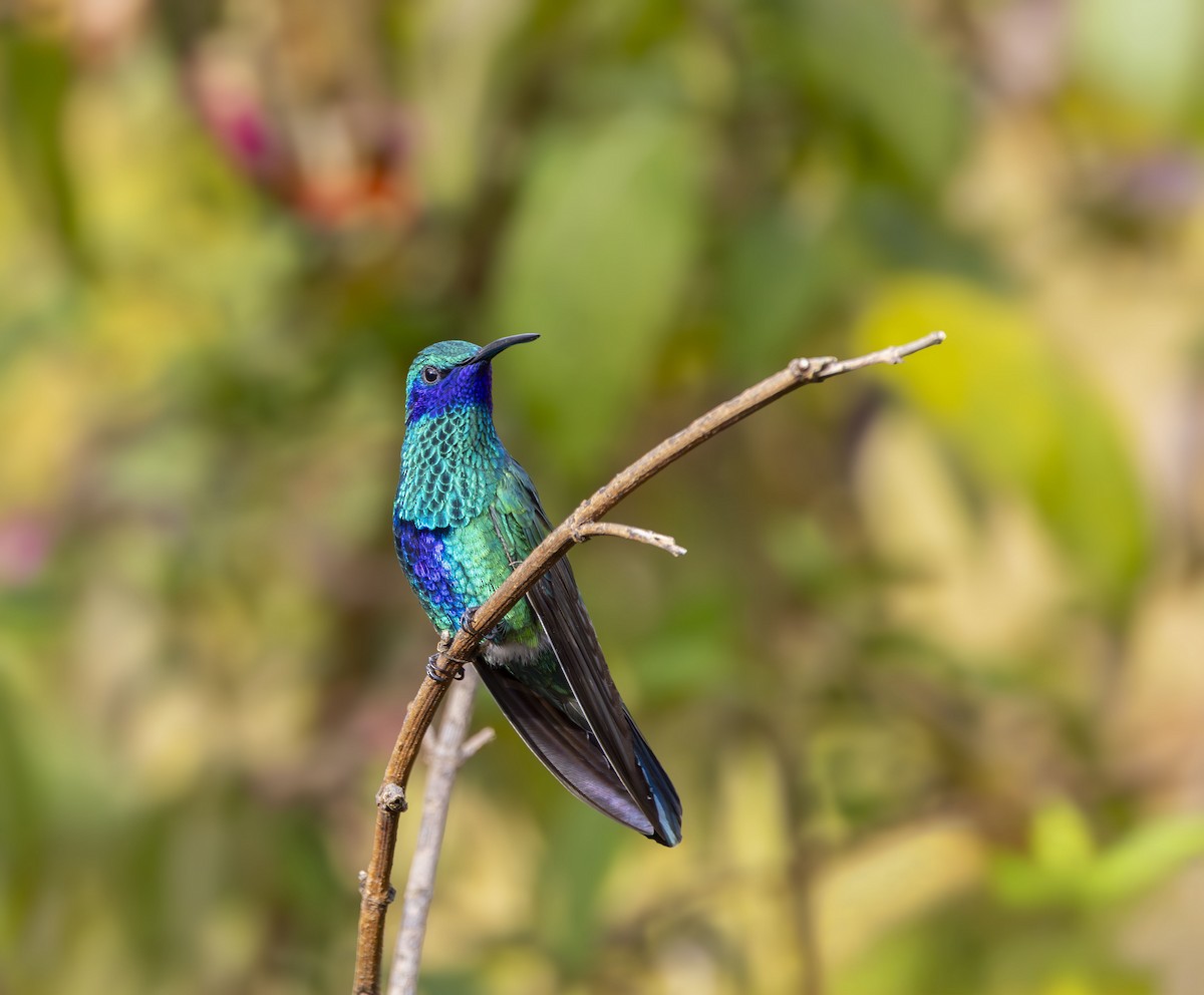 fiolørekolibri - ML642515096