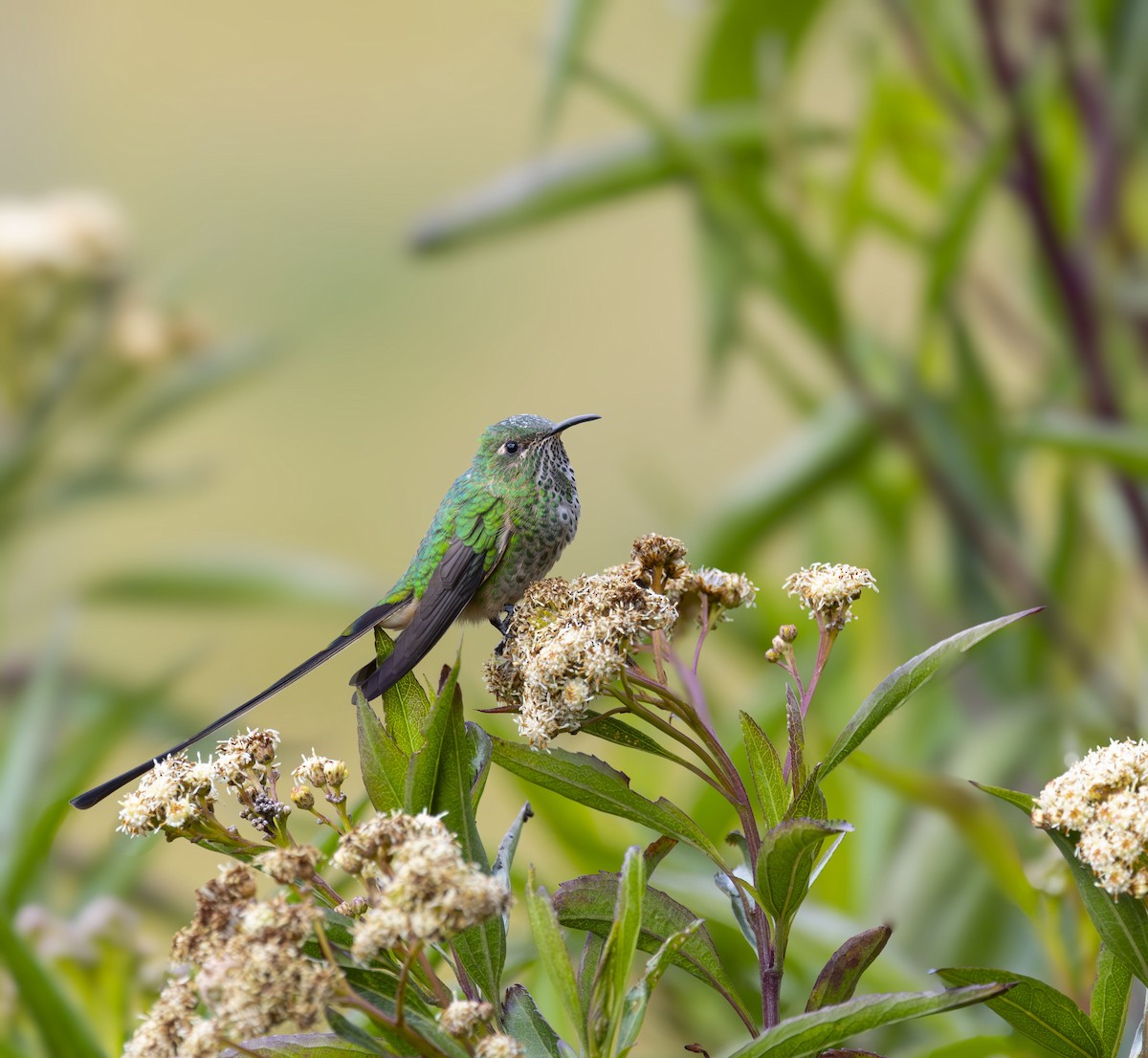 svartslepkolibri - ML642515099