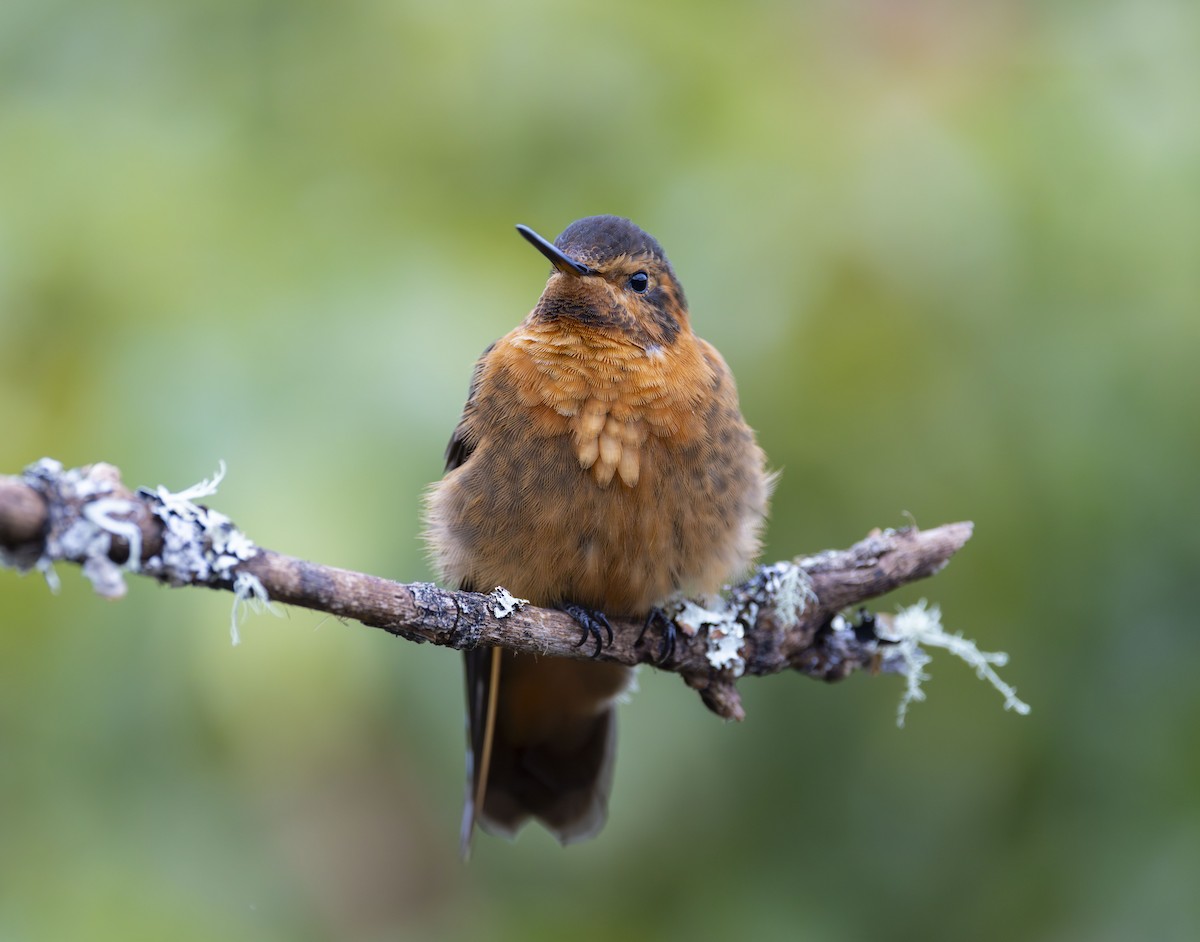 kobbersolkolibri - ML642515101