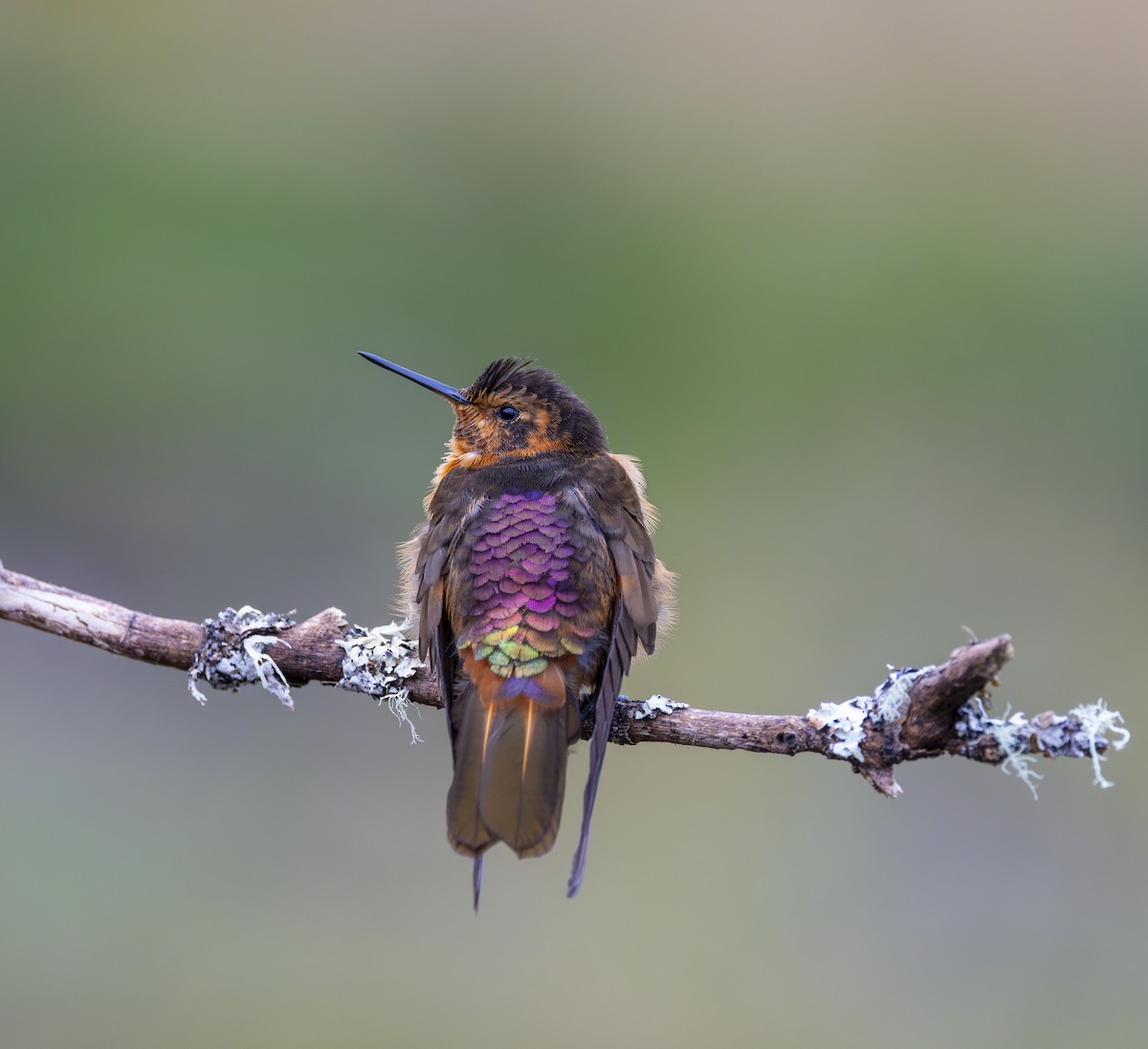 kobbersolkolibri - ML642515108