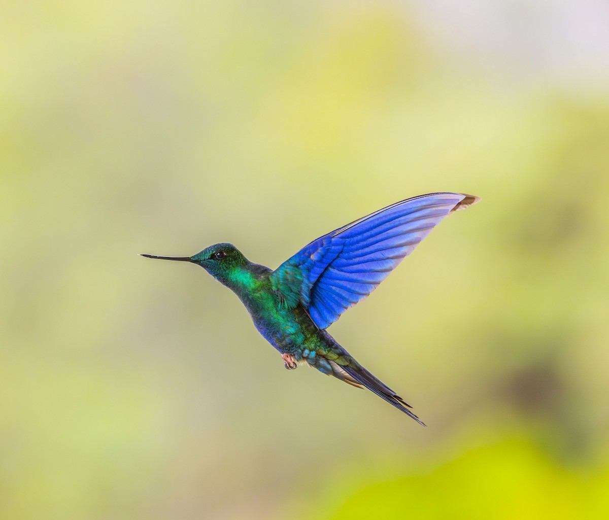 safirvingekolibri - ML642515110
