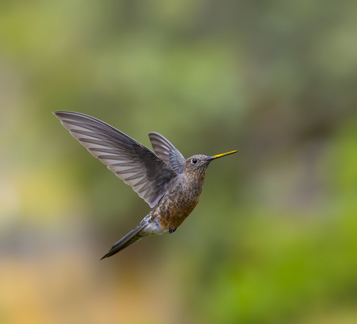 kjempekolibri - ML642515113