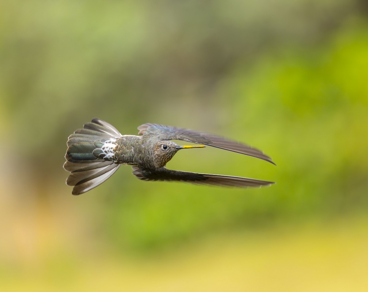 kjempekolibri - ML642515119