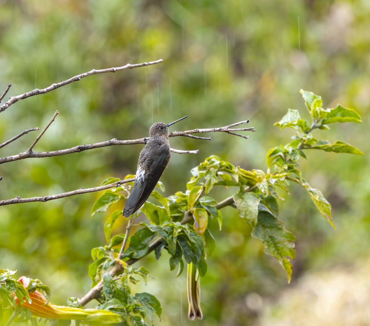kjempekolibri - ML642515121