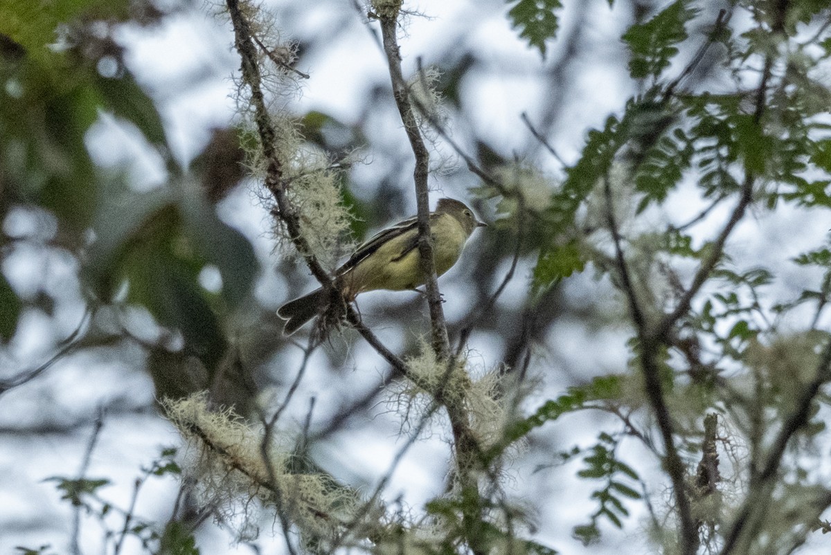 Sierran Elaenia - ML642515146