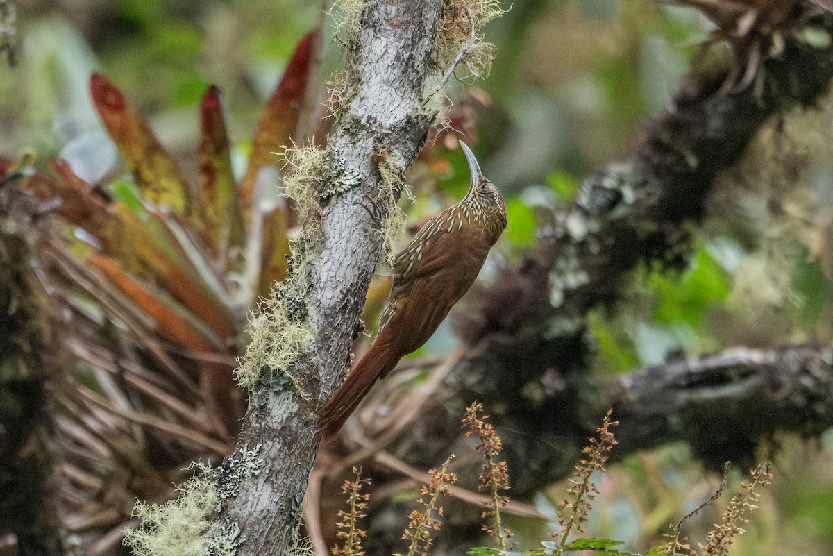 Montane Woodcreeper - ML642515150
