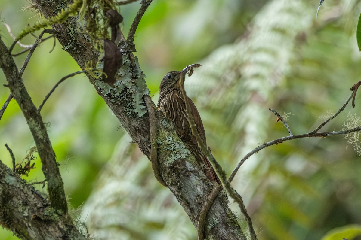 Montane Woodcreeper - ML642515153