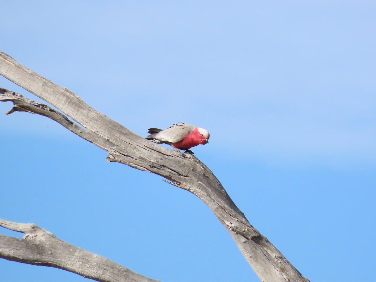 Galah - ML642515162