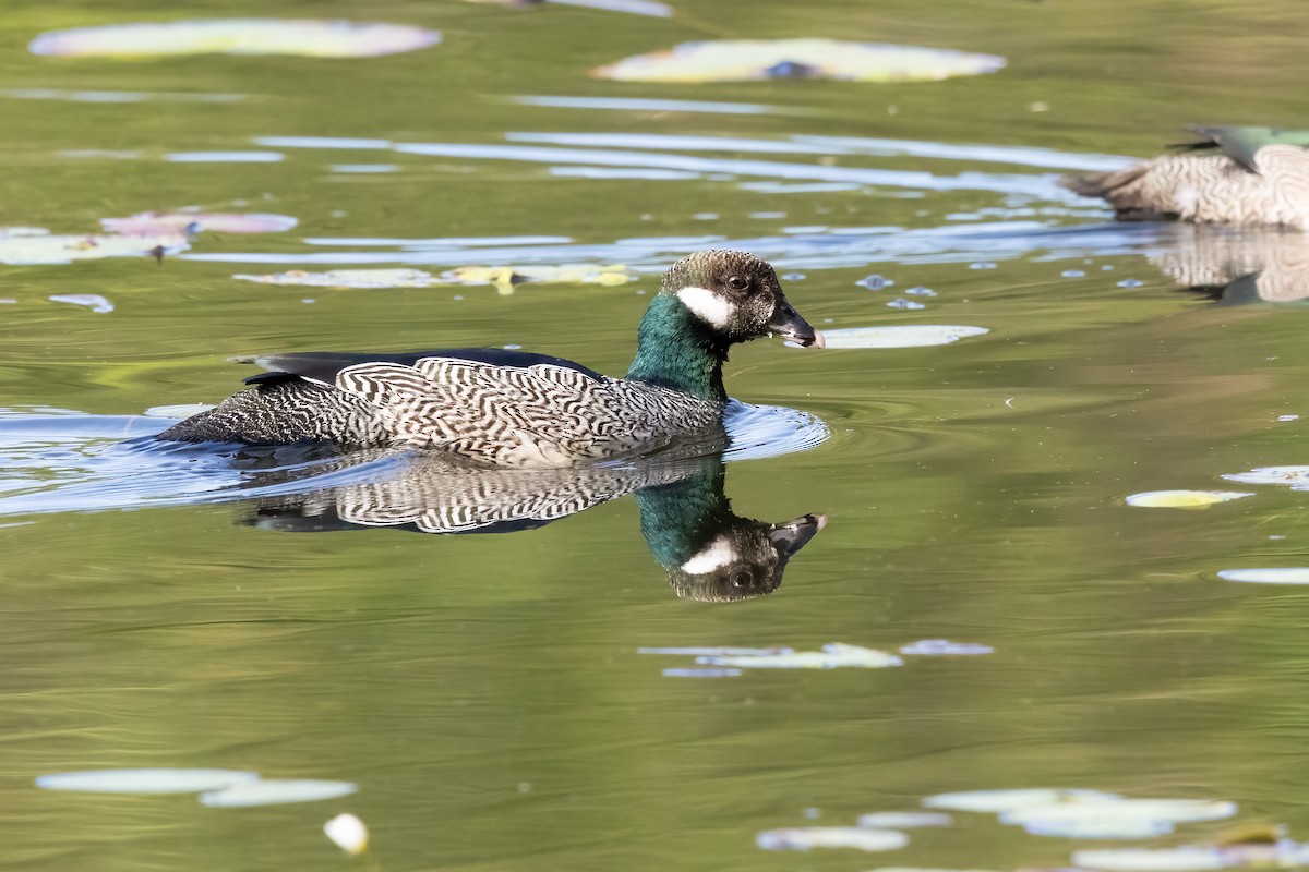 Green Pygmy-Goose - ML642515163