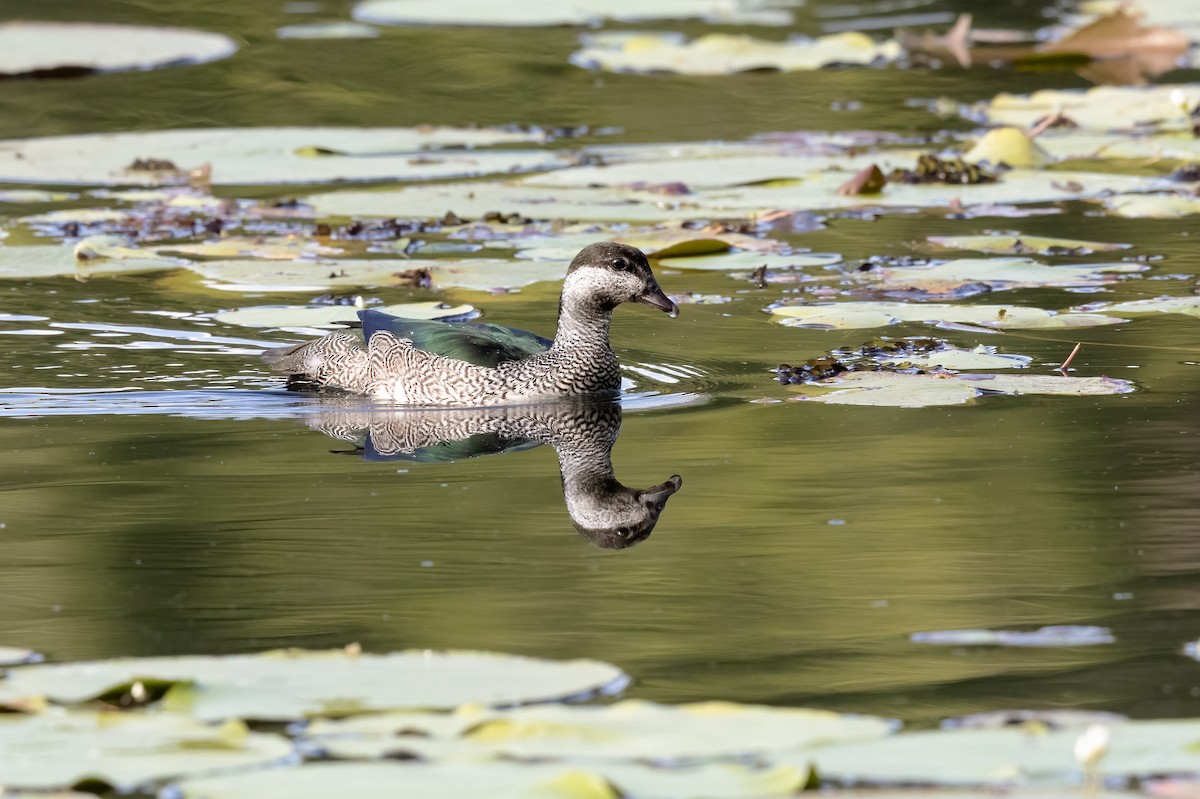 Green Pygmy-Goose - ML642515164