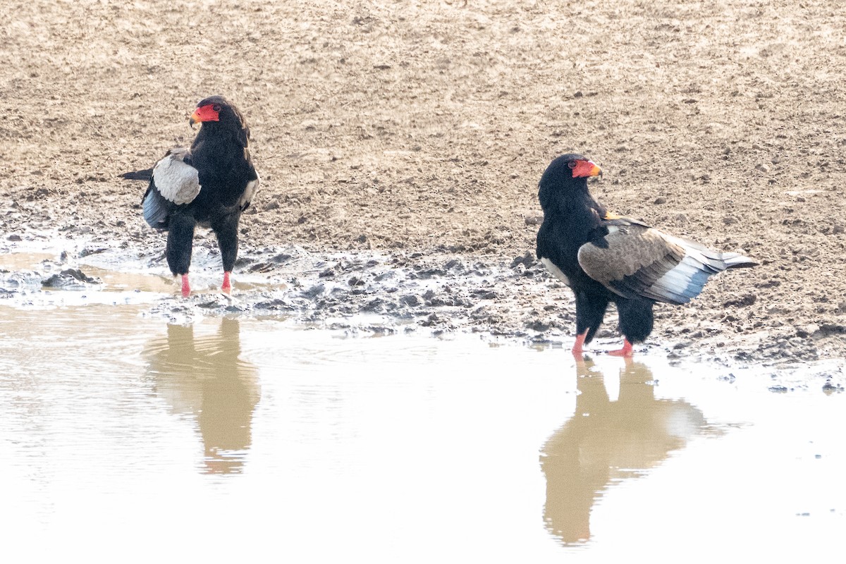Bateleur - ML642515166